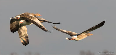 grauwe gans (Anser anser)