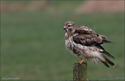 
Buizerd (Buteo buteo)
