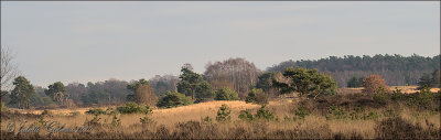 Rozendaalse Veld (Veluwe)