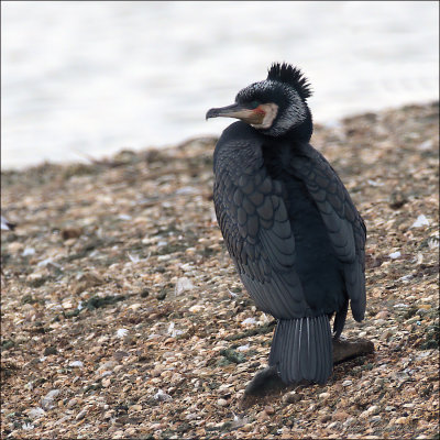aalscholver (Phalacrocorax carbo)