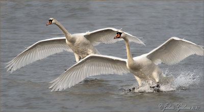 Knobbelzwaan (Cygnus olor)