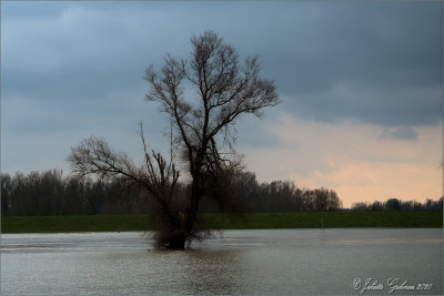 de IJssel hoogwater; river IJssel high waterlevel