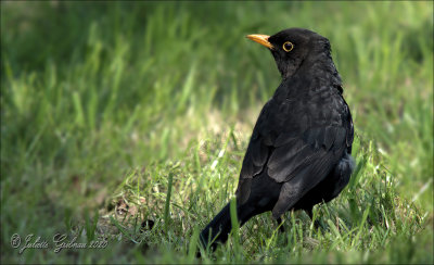 merel (turdus merula)