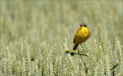 gele kwikstaart (Motacilla flava)