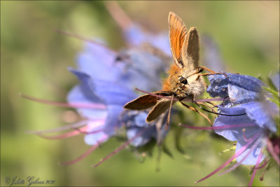 
groot dikkopje (Ochlodes sylvanus) 
