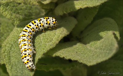 
rups van de kuifvlinder (Cucullia verbasci)
