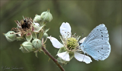 
boomblauwtje (Celastrina argiolus
