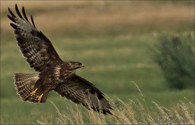 
buizerd (buteo buteo)
