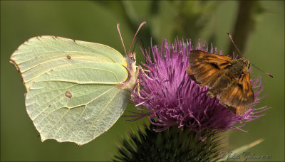 
citroenvlinder (Gonepteryx rhamni) 
