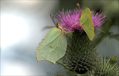 
citroenvlinder (Gonepteryx rhamni) 
