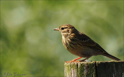 graspieper (Anthus pratensis)