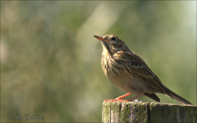 graspieper (Anthus pratensis)