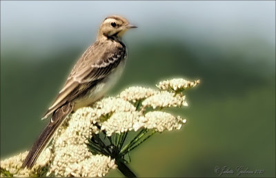 gele kwikstaart (Motacilla flava) female