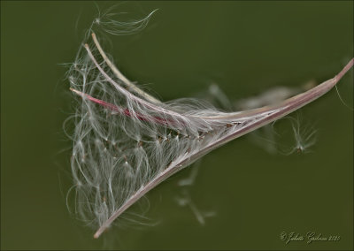 
zaad van het wilgenroosje (Chamerion angustifolium)
