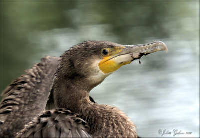 aalscholver (Phalacrocorax carbo)