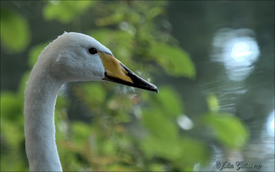 wilde_zwaan_Cygnus_cygnus