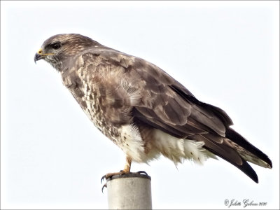 
buizerd (buteo buteo)
