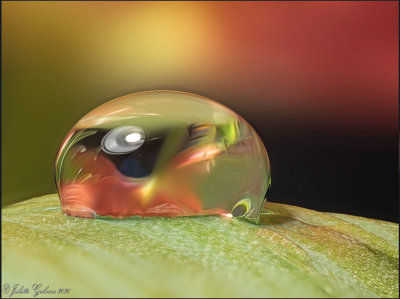 
droplet upon tulip-leaf
