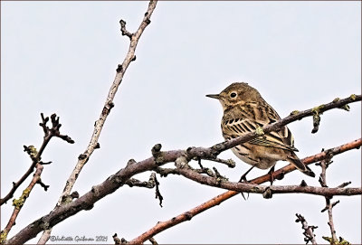 Graspieper (Anthus pratensis)