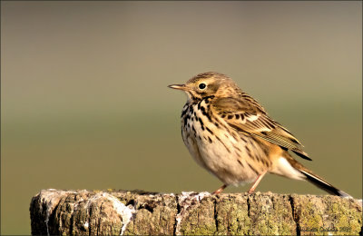 graspieper (anthus pratensis)_ meadow pipit