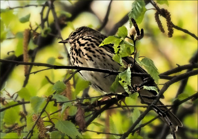 Zanglijster (Turdus philomelos)