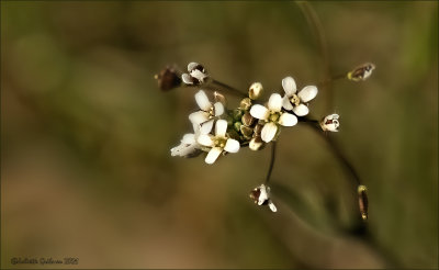 
Look-zonder-look (Alliaria petiolata)
