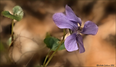 
bosviooltje (Viola riviniana)
