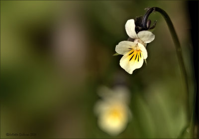 
akkerviooltje (Viola arvensis)

