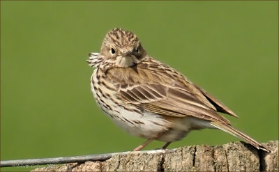Graspieper (Anthus pratensis)