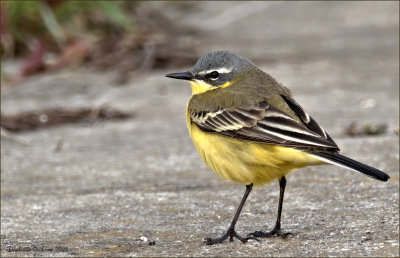 Gele Kwikstaart (Motacilla flava)