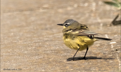 Gele Kwikstaart (Motacilla flava)