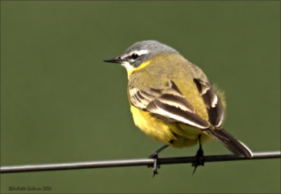 Gele Kwikstaart (Motacilla flava)