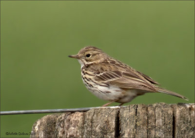 Graspieper (Anthus pratensis)