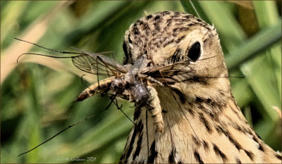 Graspieper (Anthus pratensis)