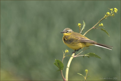 Gele Kwikstaart (Motacilla flava)