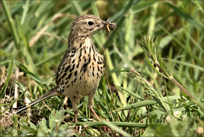 Graspieper (Anthus pratensis)