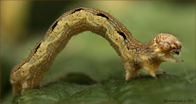 
rups Grote wintervlinder (Erannis defoliaria)

