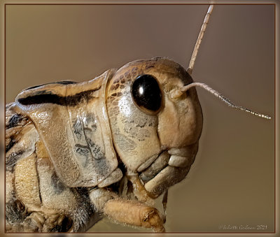 
Europese treksprinkhaan (Locusta migratoria migratoria) 
