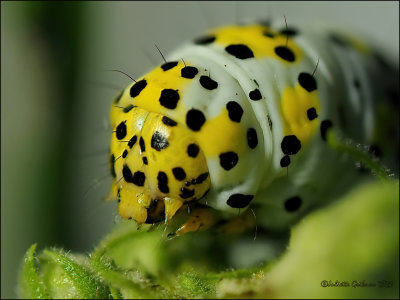 
Kuifvlinder-rups (Cucullia verbasci)
