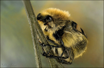 penseelkever (Trichius fasciatus)
stack of 45 shots
