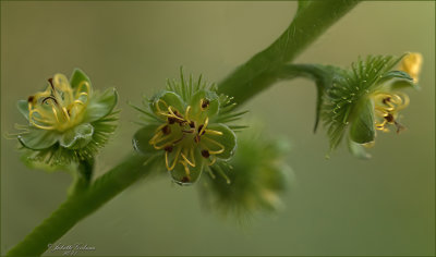 
Gewone Agrimoni (Agrimonia eupatoria)
