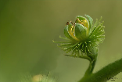 
Gewone Agrimoni (Agrimonia eupatoria)
