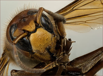 
Europese hoornaar (Vespa crabro) 
stack of 250 shots
