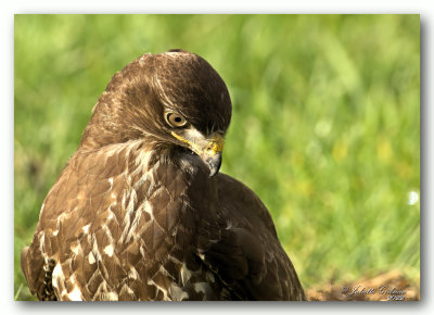 
buizerd (buteo buteo)
