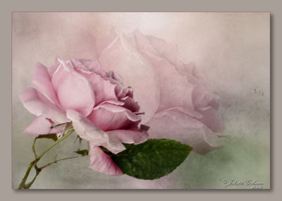 jul-09-05-2022-roze-roos.jpg