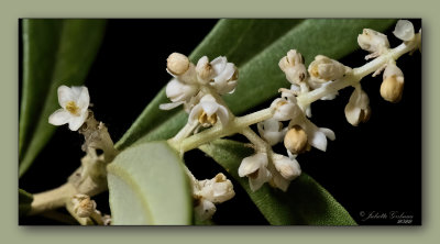 
olijf-bloesem..olive-flowers
