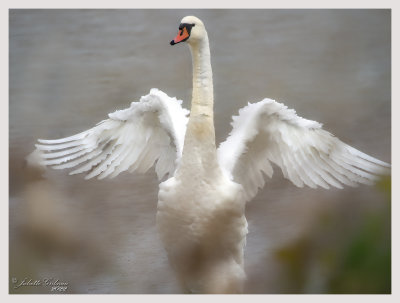 knobbelzwaan (Cygnus olor)