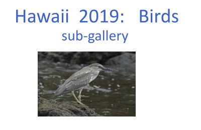 hawaii_birds