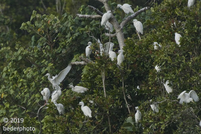 cattle egret colony