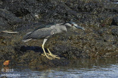 night heron, male in breeding plumage